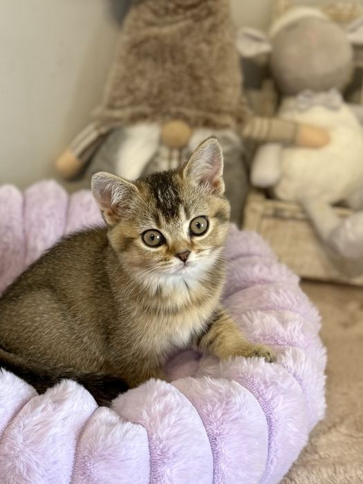 Kotka brytyjska czarny złoty ticked