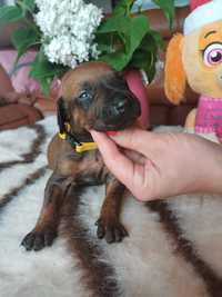 PIĘKNA suczka Rhodesian Ridgeback FCI ŚLĄSK