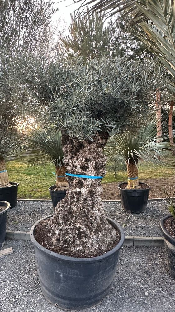 Drzewa oliwne olea europaea