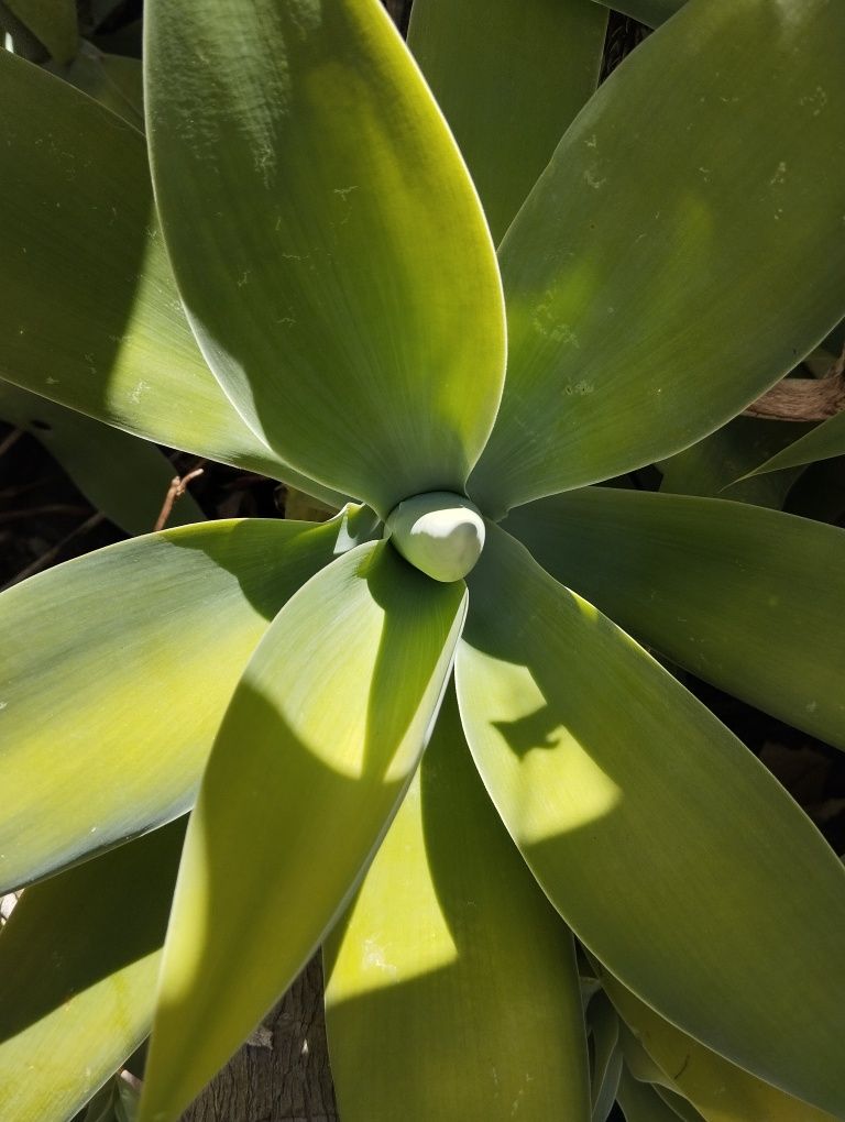 Agaves attenuata de vários tamanhos