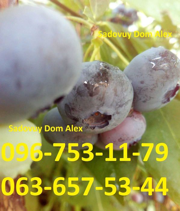 Велика Лохина Магнолія Рододендрон Гортензія Інжир Хурма Черешня Ківі