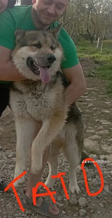 Цуценята вік 2місяці в добрі руки (для охорони)