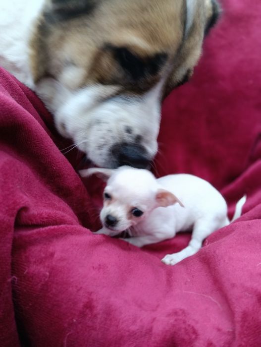 Śliczna sunia chihuahua krótkowłosa ZKwP FCI