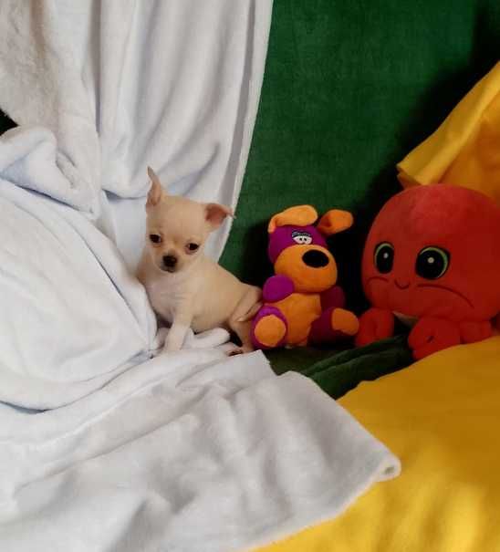 Chihuahua chłopiec