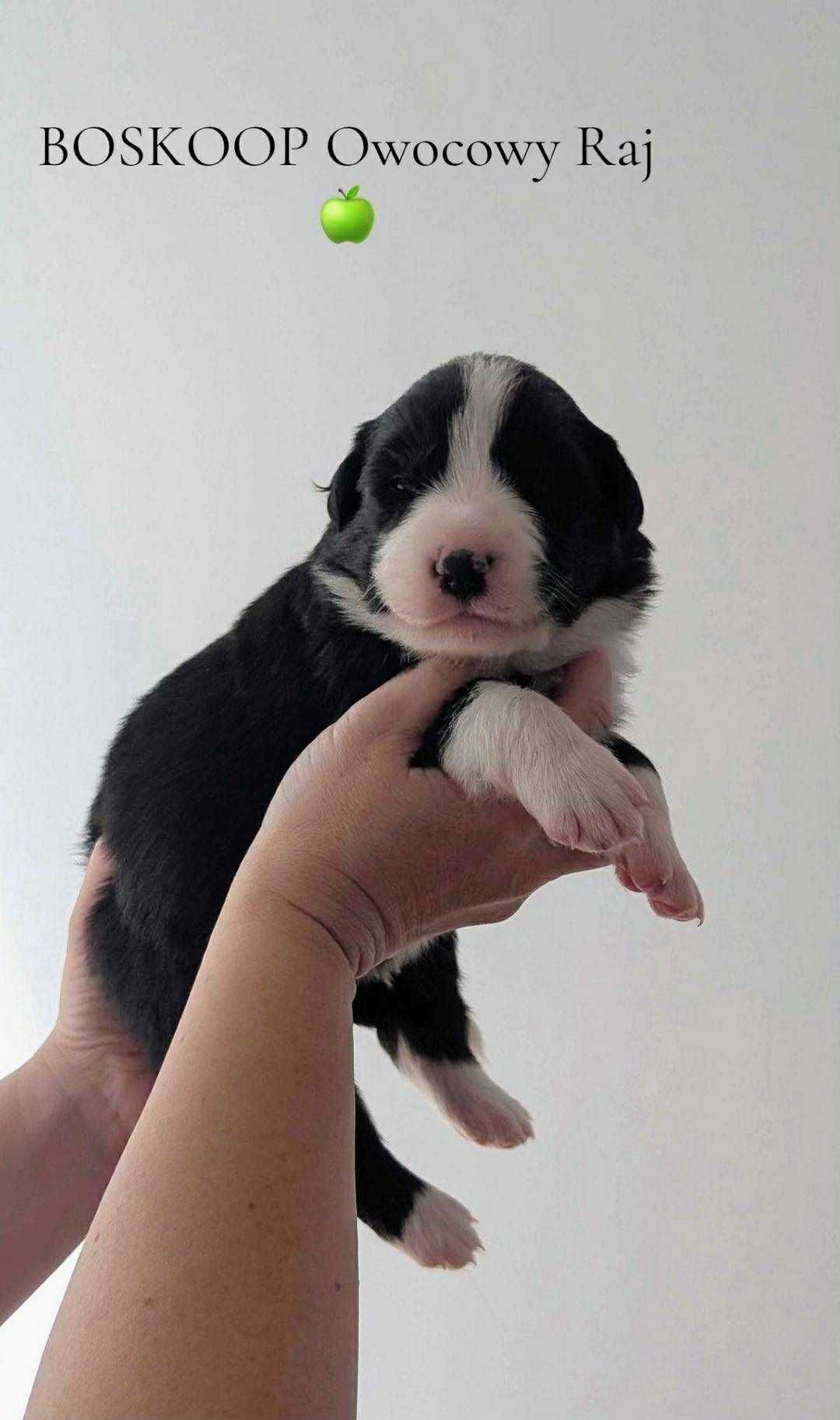 Border Collie ZKwP / FCI