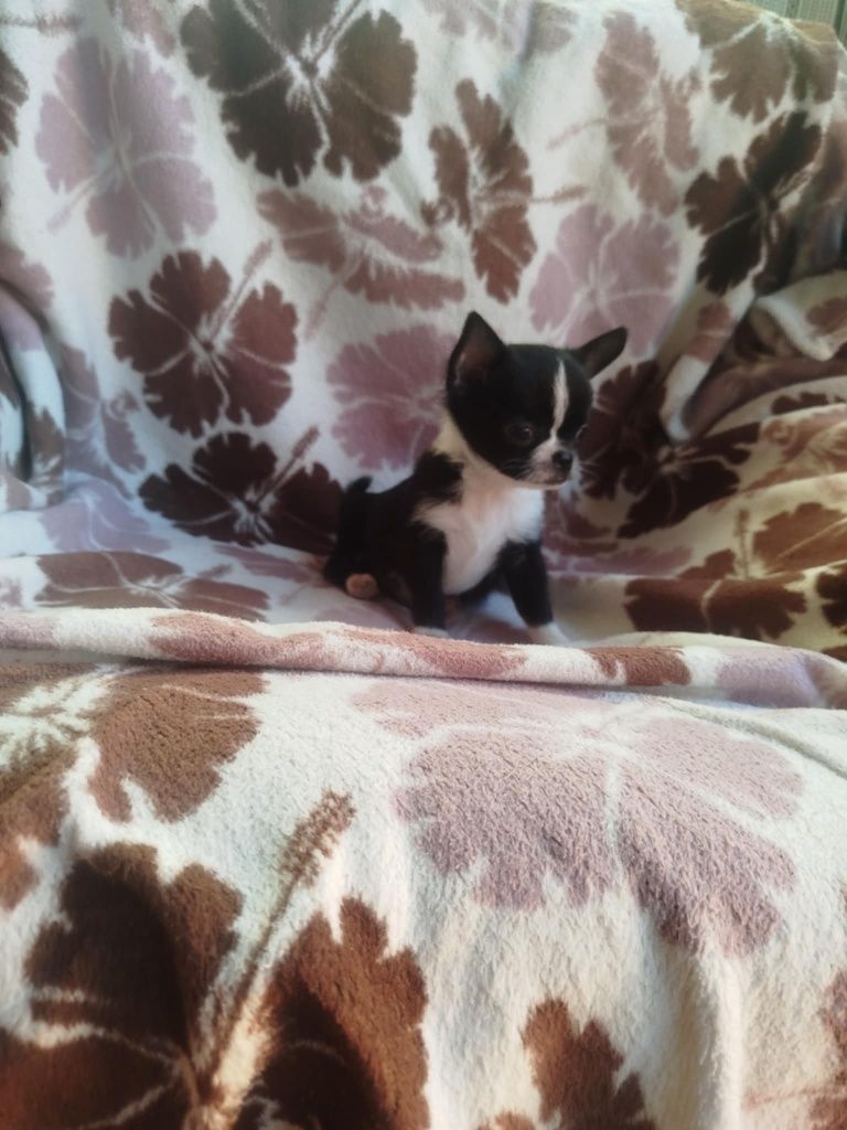 Suczka  Chihuahua