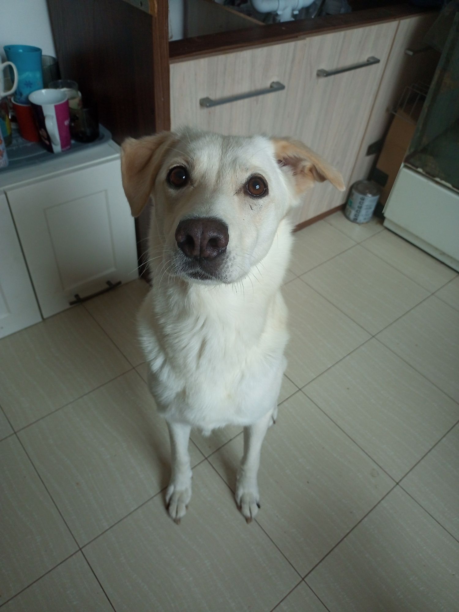 Labrador    suka