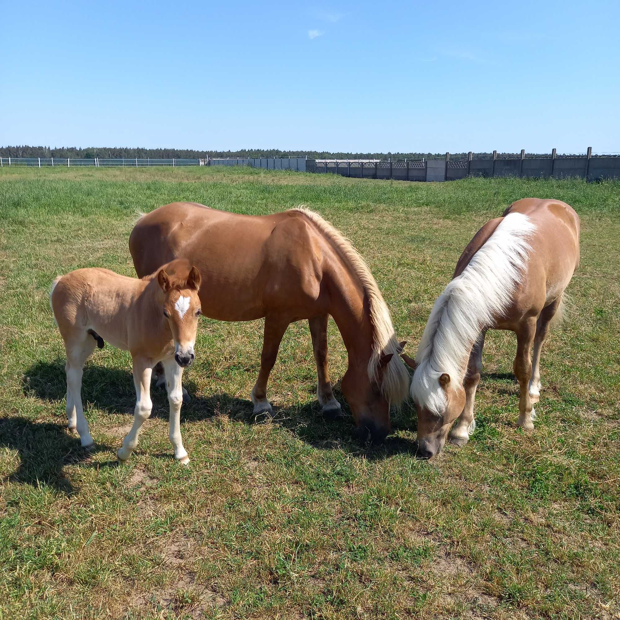 Ogier haflinger ogierek Bary