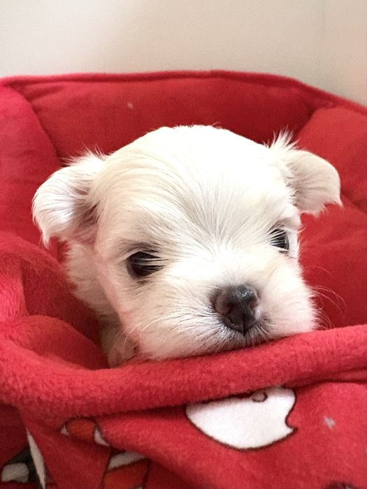 Matańczyk FCI ZKwP chłopak mini odbiór grudzień