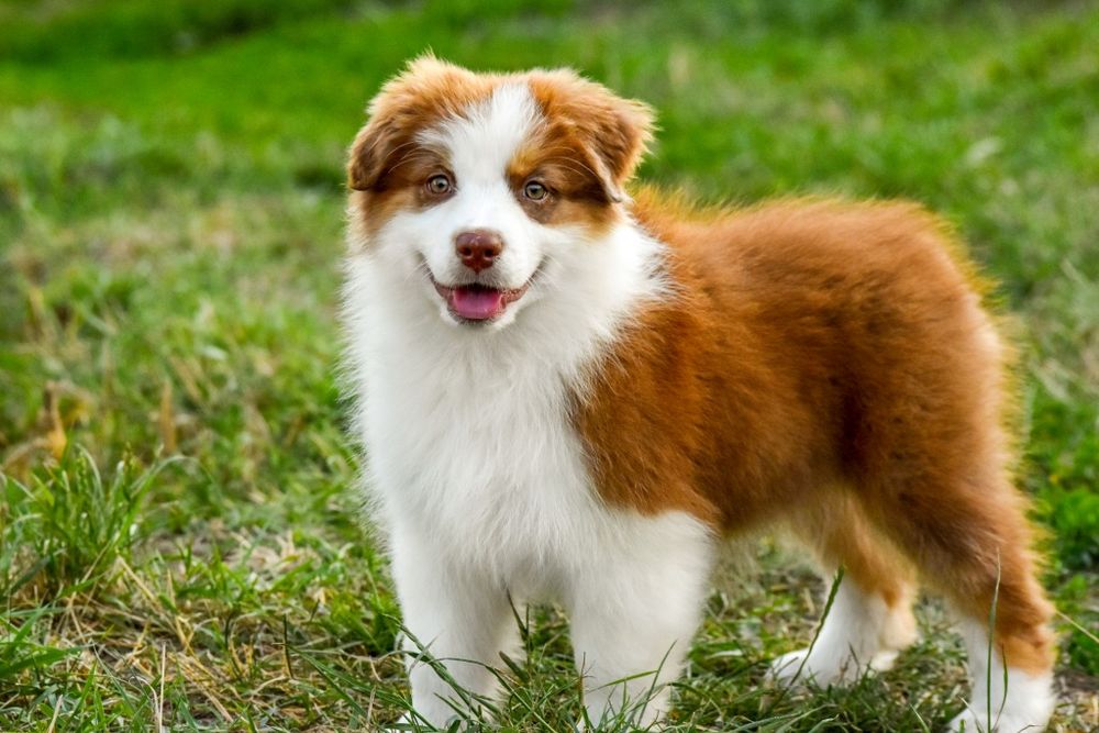 Цуценята Австралійської вівчарки (ауссі)