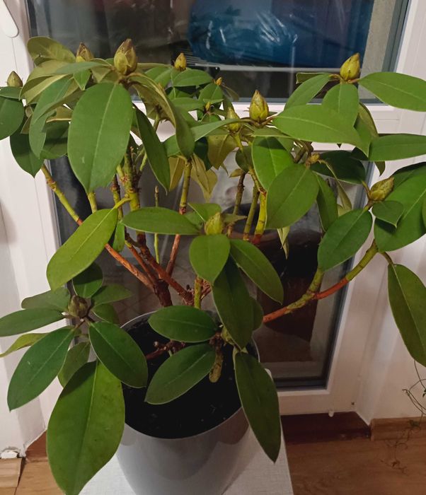 Piękny rododendron w doniczce