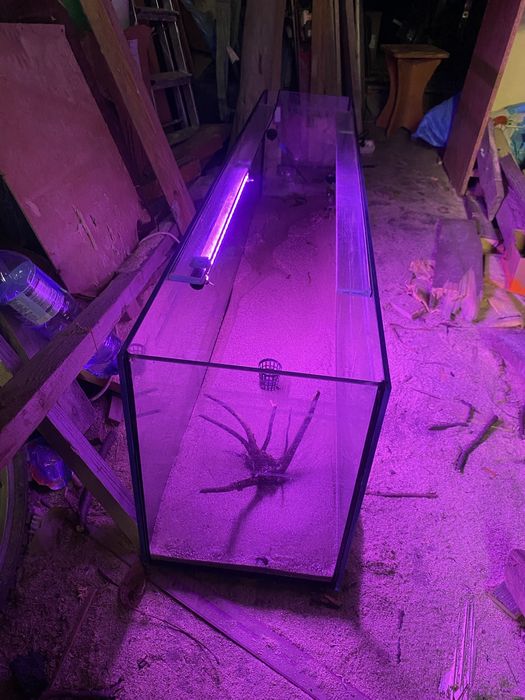 Terarium do sprzedania