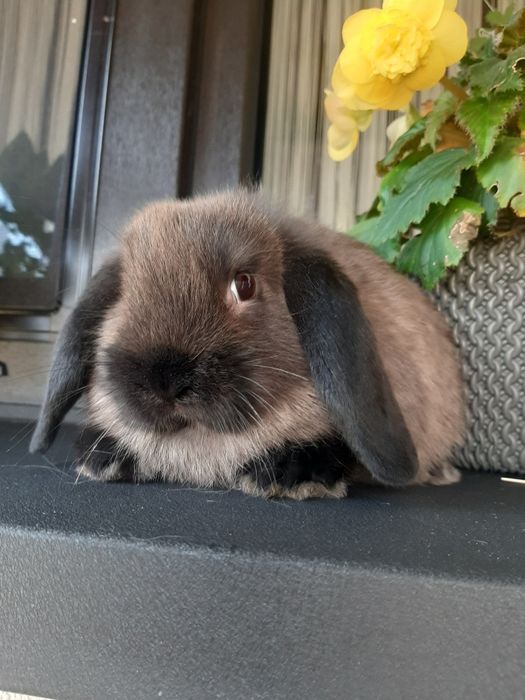 Króliki baranek miniaturka karzełek mini lop