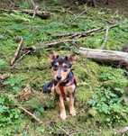SIGMA 5 mieś b. bystra sunia do adopcji