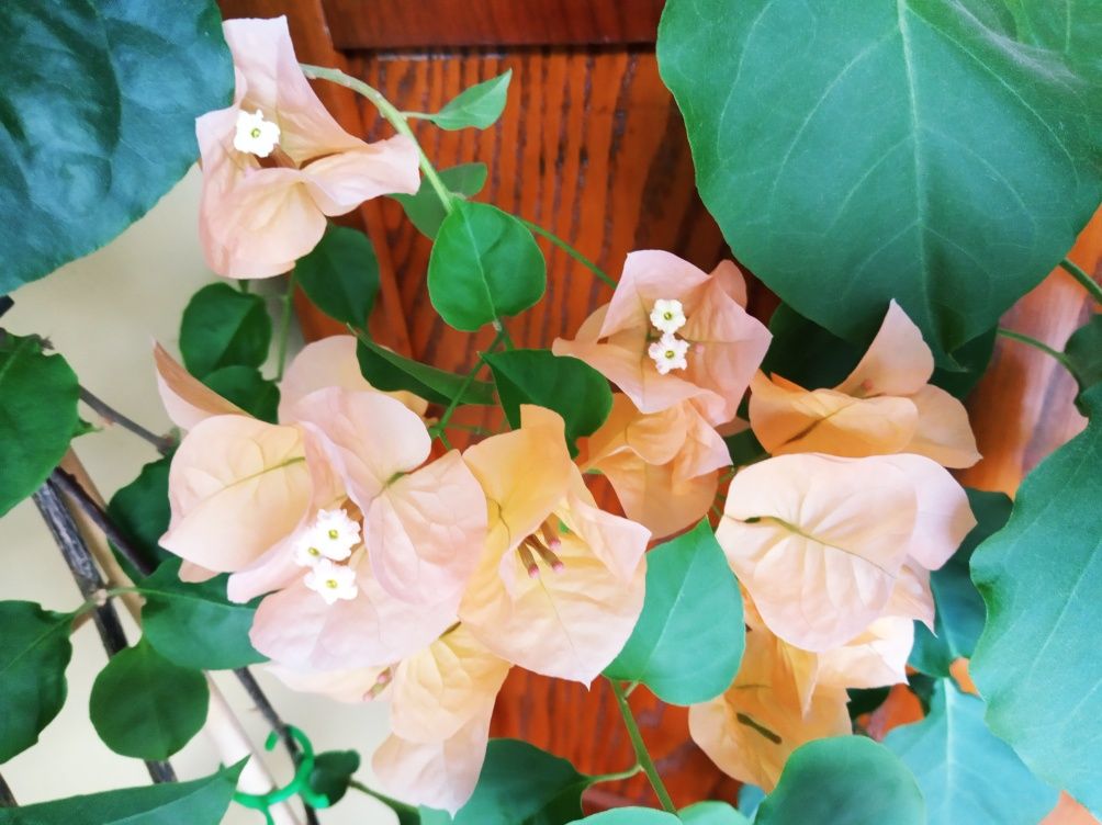 Bougenvillea pomarańczowa 170 cm bugenwilla