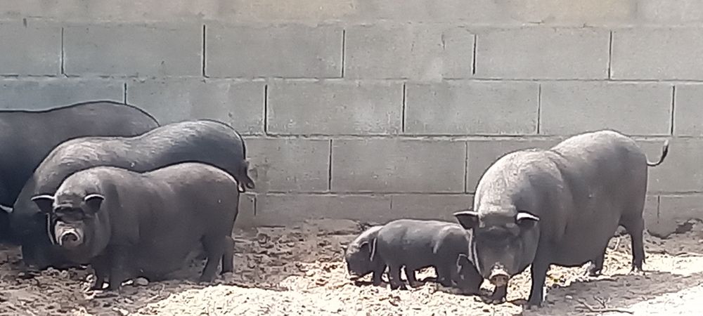 Porco vietnamita 25€