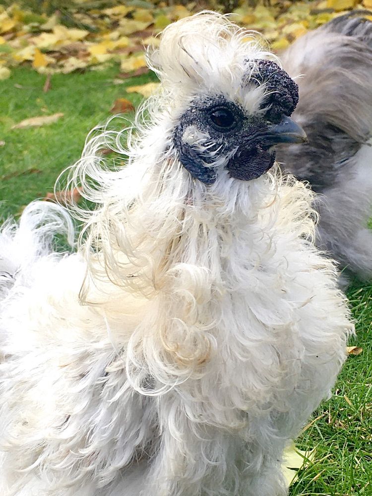 Півник Кучерявий - Silkie Китайської Шовкової ( фризлі )