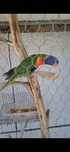 Varias aves disponíveis