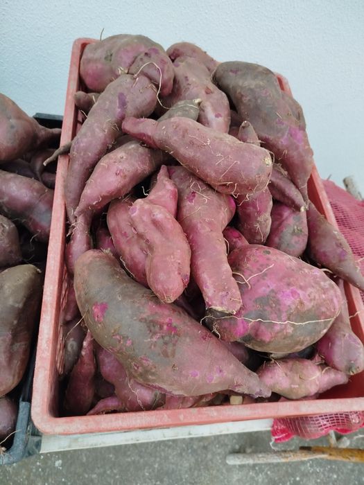 Batata doce nova