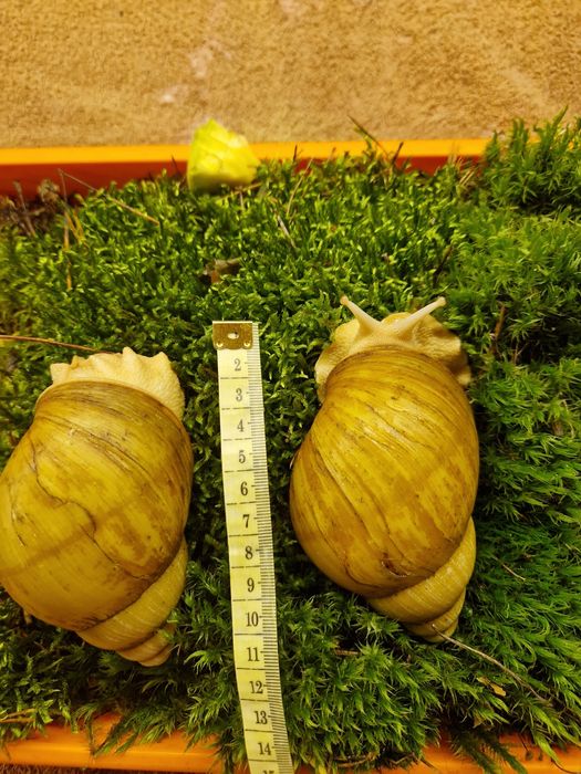 Подарунковий набір УляСет3 Ukrainian White Gold