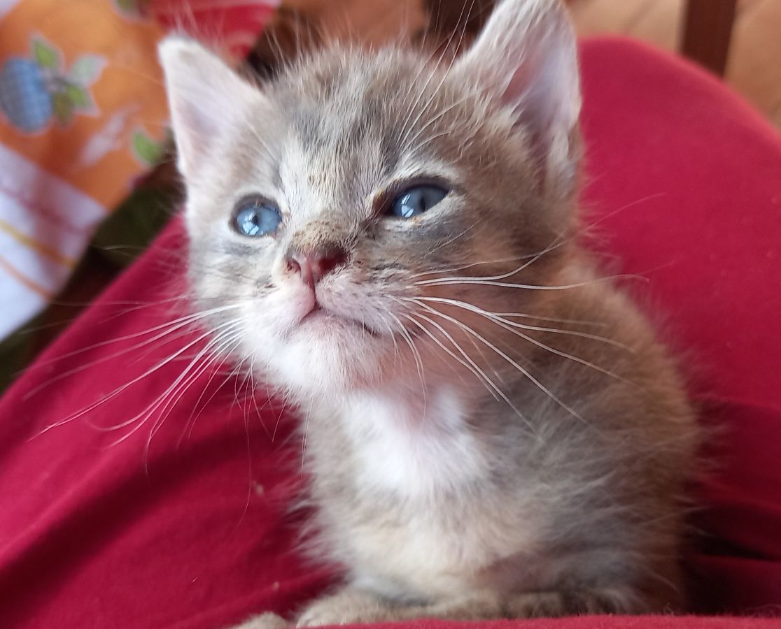 Dão-se gatinhos de 7 semanas
