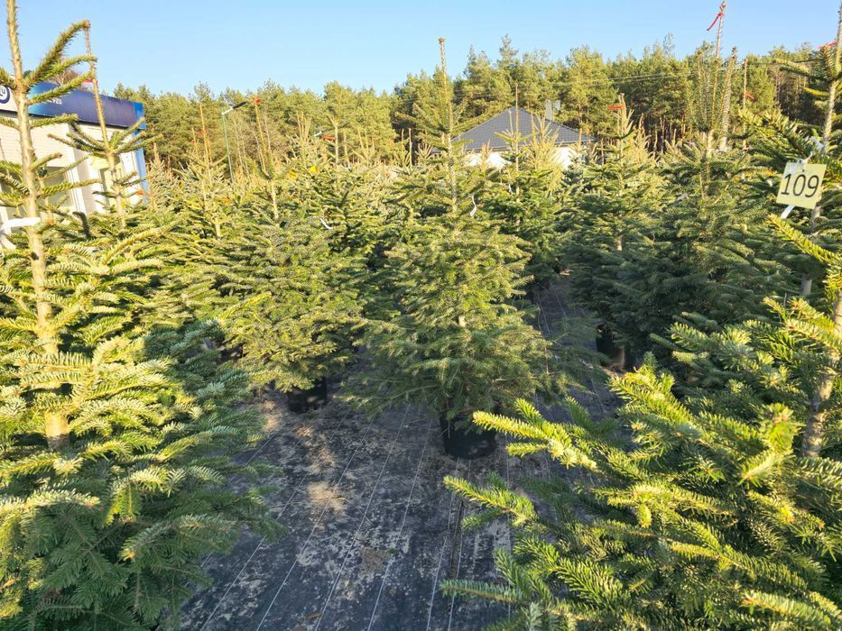 Choinki świąteczne Świerk w donicach 20-35L dostawa Świętokrzyskie HIT