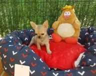 Chihuahua pote de doçura