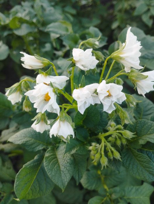 Продам  картоплю дрібну ціна 3 грн кілограм.