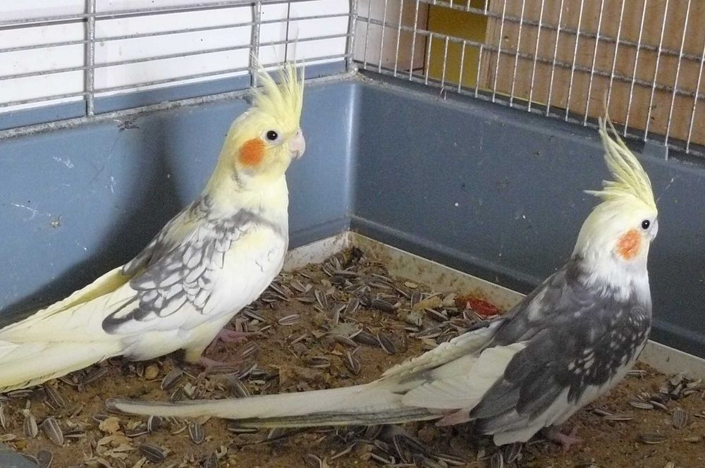 Papugi nimfy młoda ,  tego roczna , niespokrewniona para