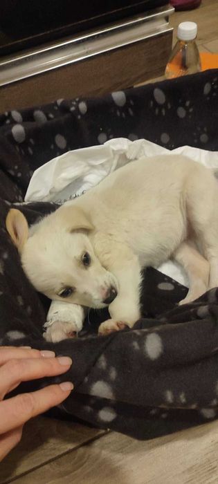 Маленька красуня блондинка