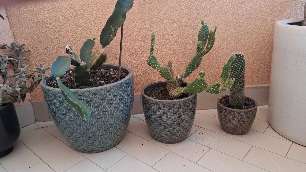 Conjunto 3 vasos com cacto