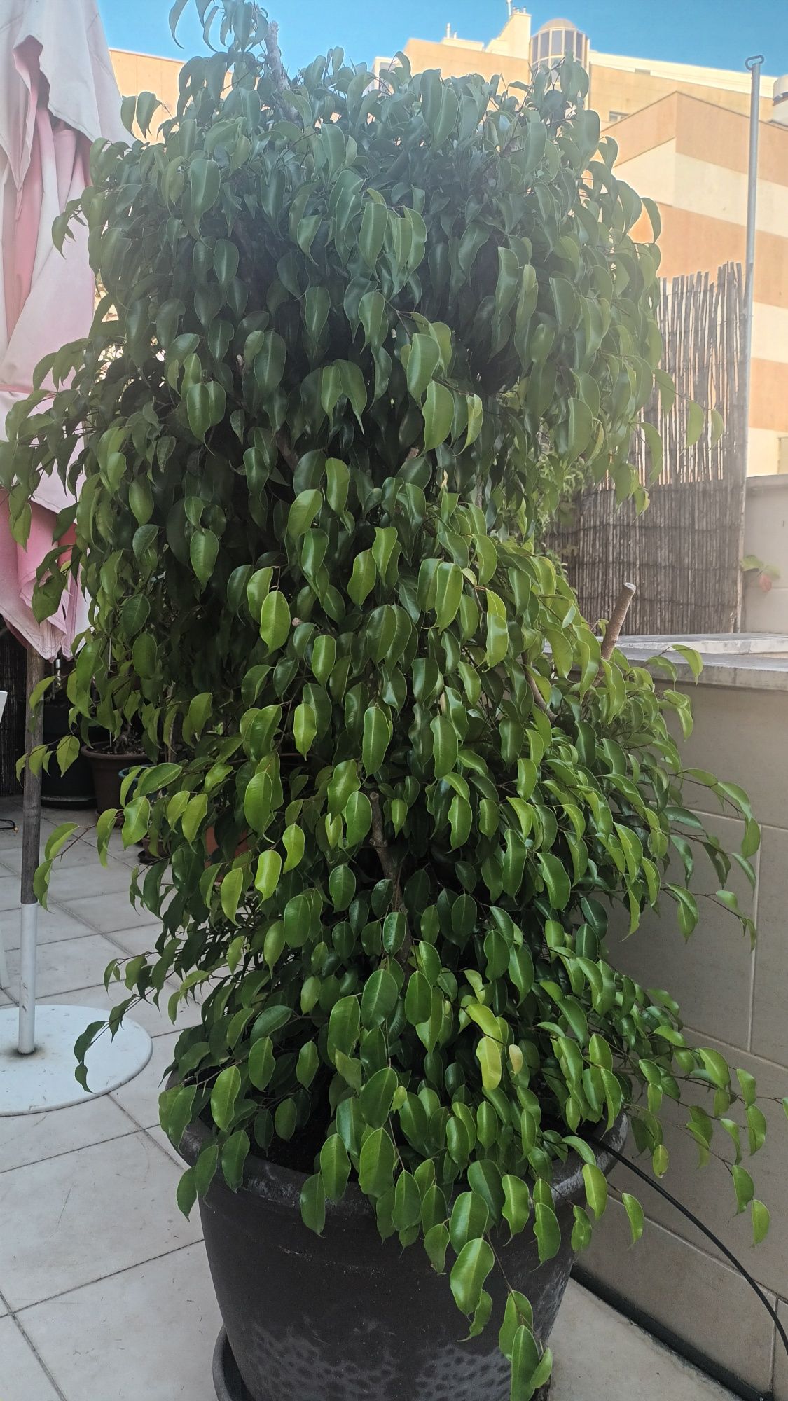 Planta FICUS lindíssisma, exterior ou interior, 2 metros de altura