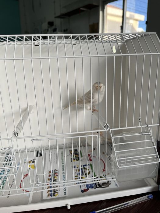 Canários - Ler Descrição