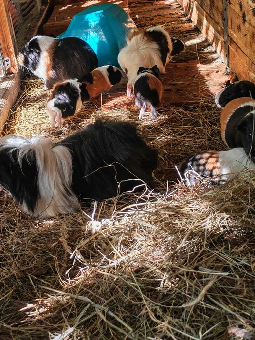 Sprzedam świnki morskie tanio. tel pięć 0 trzy cztery 6 pięć cztery 88