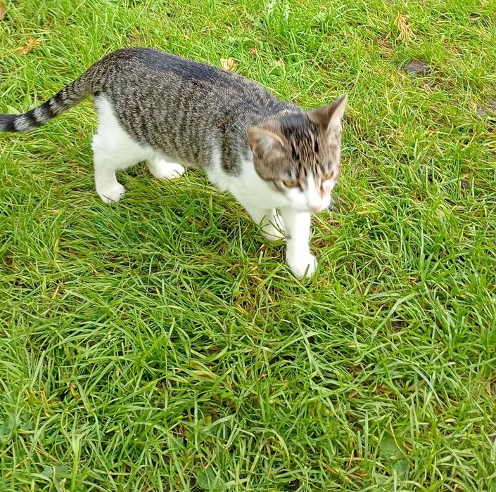 Cudowne różnej maści koty