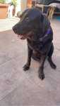 Da-se cadela labradora