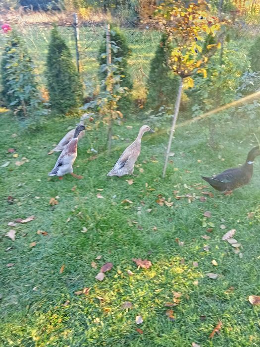 2 kaczki biegusy i 1 kaczor