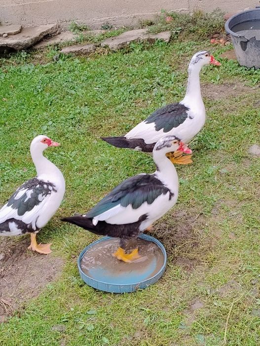 Продам качура, селезень шипун