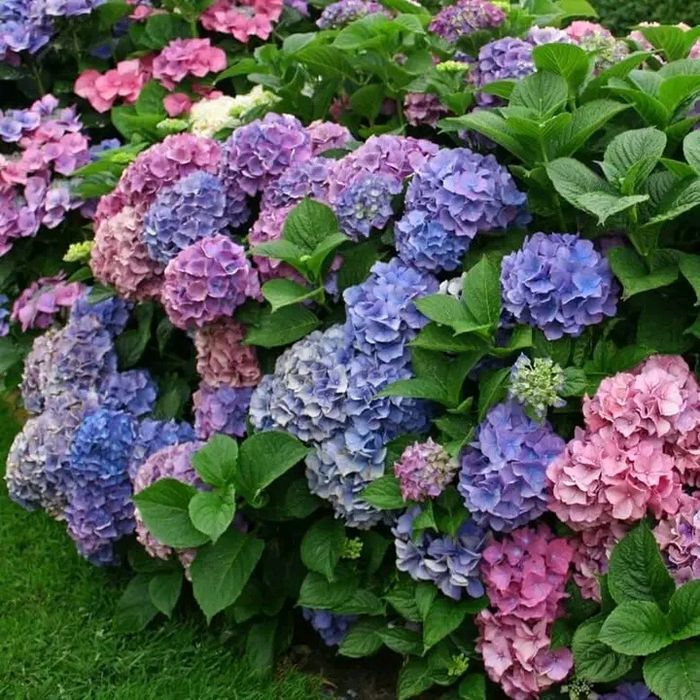 Продам саджанці Спіреї,Юки,Плющ,Бересклет,Трави декоративні,Годжі