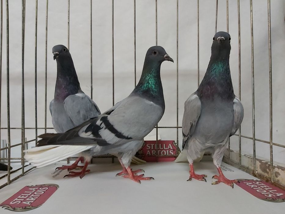 Gołębie Wyszfance Siwe