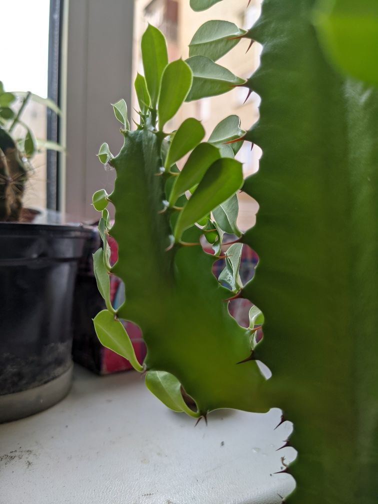 Euphorbia trigona, молочай тригранний, еуфорбія, трикутний