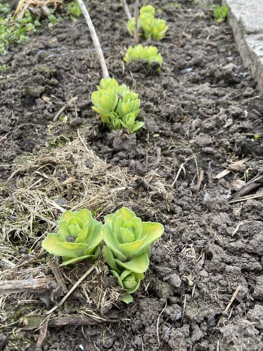 Очиток, седум вариегатный