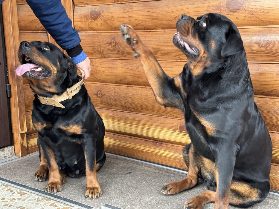 Ротвейлер молодой вязка