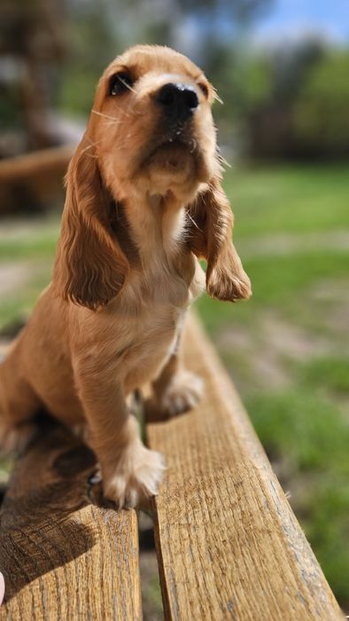 Cocker Spaniel Angielski- cudowny piesek złoty - Biszkoptowy  Rodowód