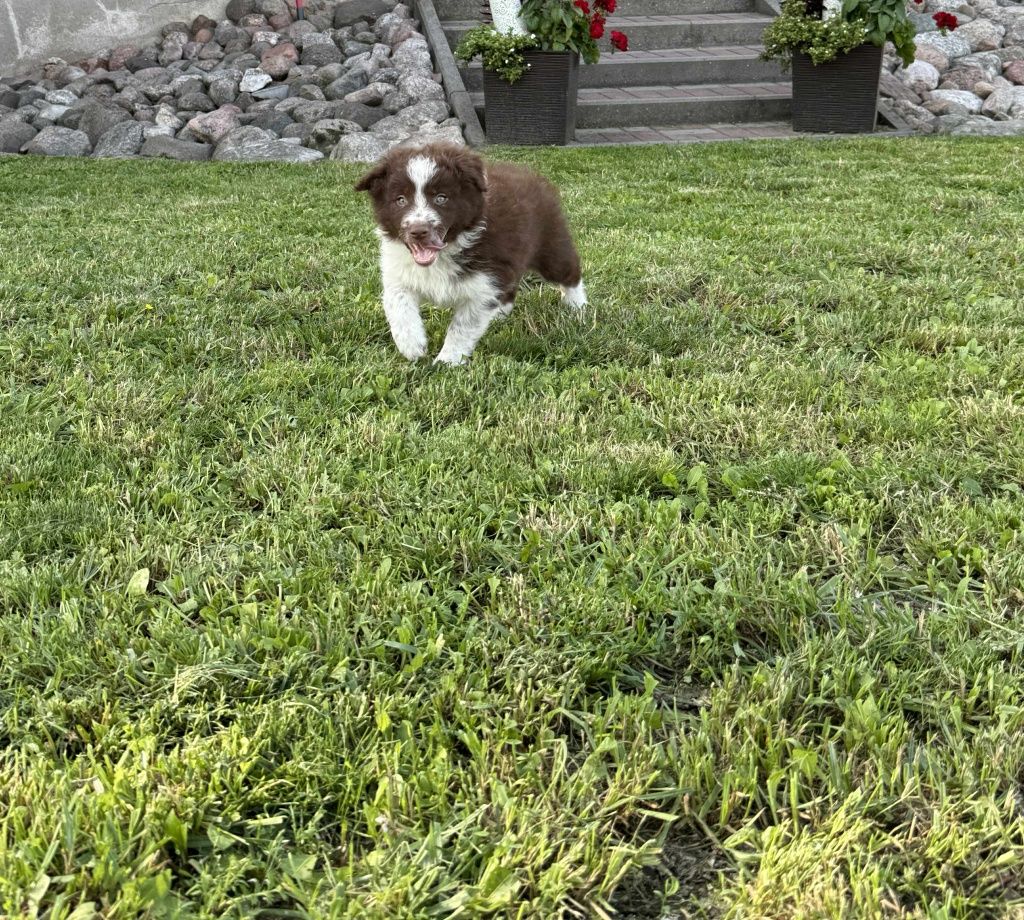 Uroczy piesek Border Collie