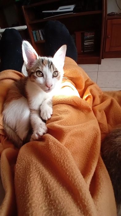 Boas tenho gatinhos para adoção