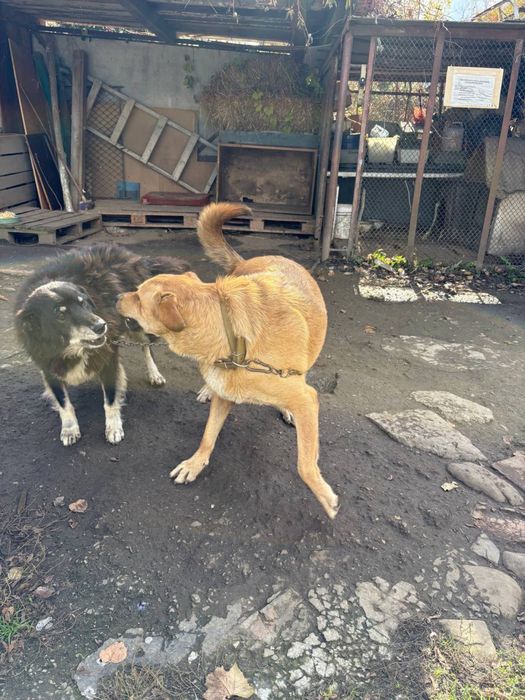 Собаки шукають домівку