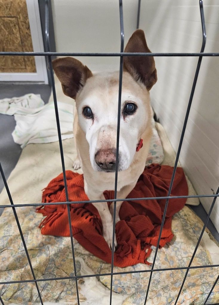 Blumen, 7 lat w schronisku, adoptuj