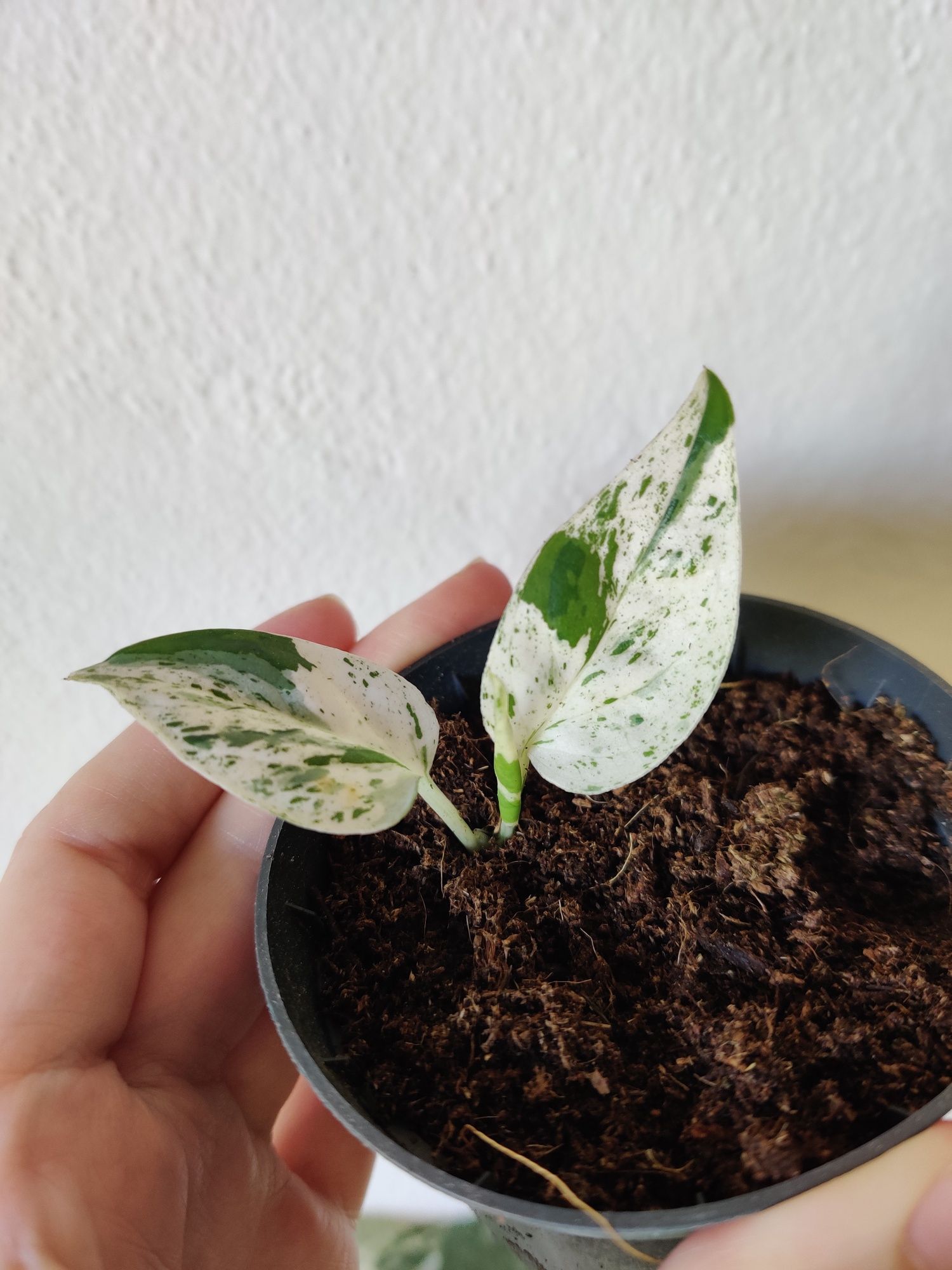 Epipremnum pinnatum marble variegata