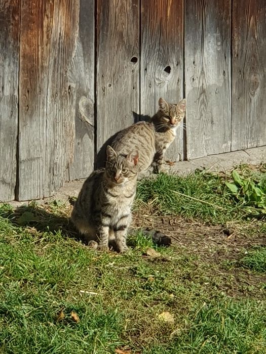 Kotki szt 5 oddam za darmo